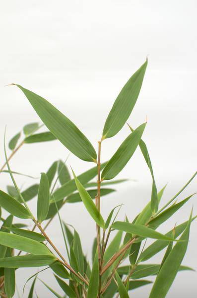Schirmbambus - Fargesia rufa - ↨80cm - Ø23cm - 3 Stück