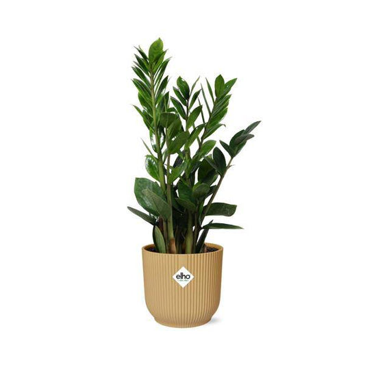 Glücksfeder - Zamioculcas - Zimmerpflanze - 45-50cm + Topf Vibes Fold 14cm Gelb