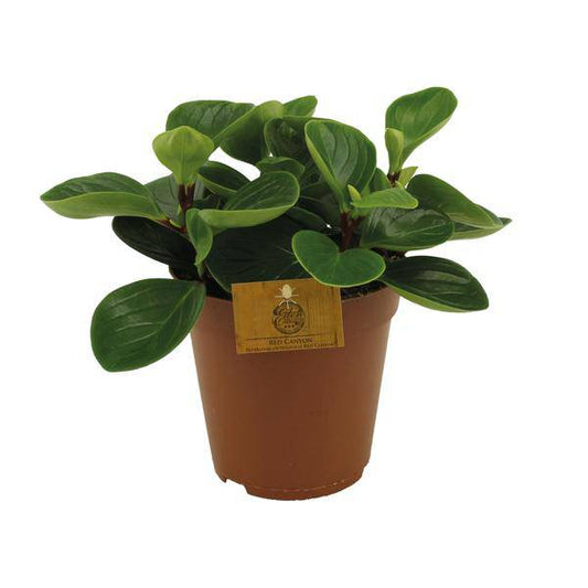 Zwergpfeffer - Peperomia obtusifolia 'Red Canyon' - Zimmerpflanze - Ø15cm - ↕25cm