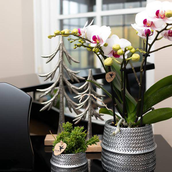 Weiße Phalaenopsis-Orchidee - Mineral Gibraltar - Topfgröße Ø9cm | blühende Zimmerpflanze - frisch vom Züchter - Oasis of Life