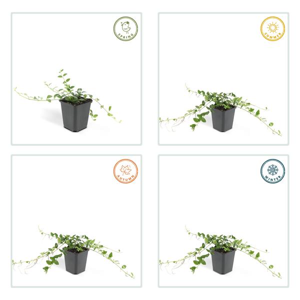 Weißes Immergrün - Vinca minor 'Alba' - ↕10-25cm - Ø9cm - 12 Stück
