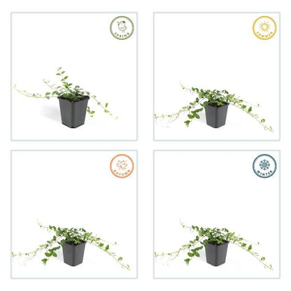 Weißes Immergrün - Vinca minor 'Alba' - ↕10-25cm - Ø9cm - 12 Stück
