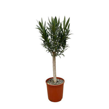 Rosenlorbeere - Nerium Oleander auf Stiel mit rosa Blüte - 110cm - Ø22cm