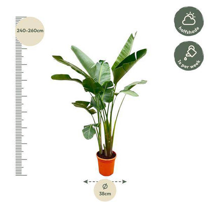 Strelitzia Augusta – Baum-Strelitzie XXL – Weißer Paradiesvogel – 250cm hoch – Ø38cm – Zimmerpflanze mit großen Fächerblättern – Exotischer Blickfang für helle Räume