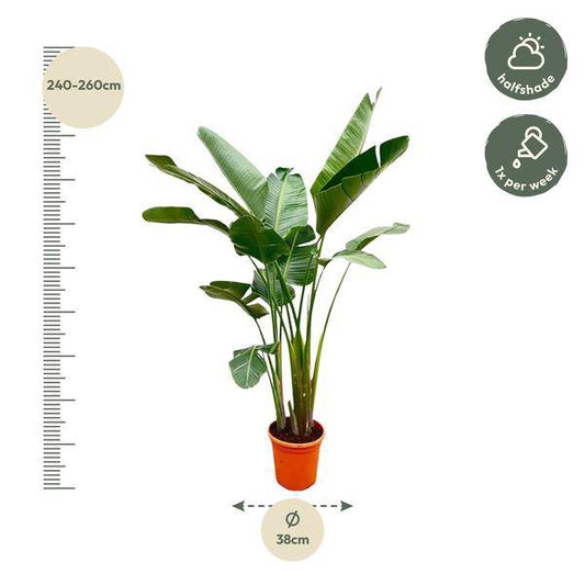 Strelitzia Augusta – Baum-Strelitzie XXL – Weißer Paradiesvogel – 250cm hoch – Ø38cm – Zimmerpflanze mit großen Fächerblättern – Exotischer Blickfang für helle Räume 