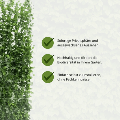 Hedera Hibernica – Efeu Fertighecke – Höhe ca. 180cm – Immergrüne Hecke – dichter Sichtschutz & sofortige Privatsphäre für Garten & Terrasse