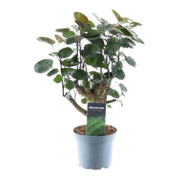 Polyscias Fabian – Fiederaralie – Zimmerpflanze – Tropische Grünpflanze – Dekopflanze für Wohnzimmer & Büro – Pflegeleicht – ↕45cm – Ø12cm 