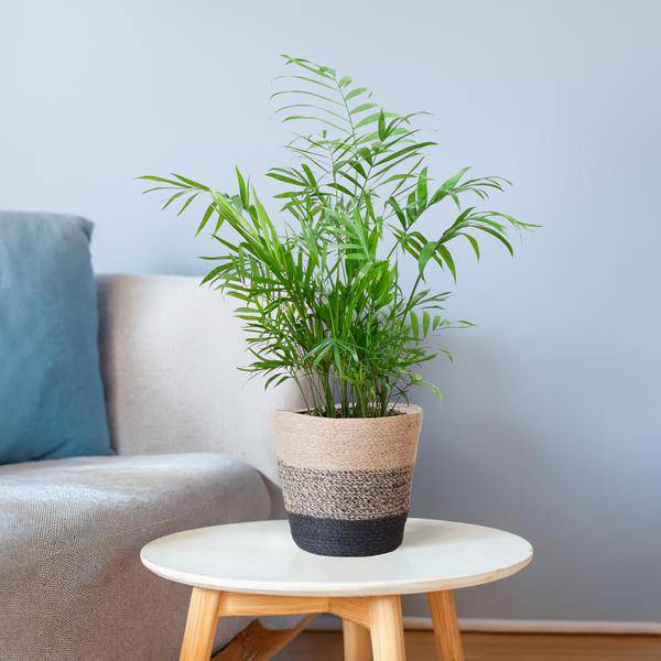 Chamadorea Elegans Mexikanische Bergpalme – Zimmerpflanze ca. 55cm – Ø17cm – Im nachhaltigen Pflanzkorb Lissabon Schwarz – Federleichte, pflegeleichte Zimmerpalme 