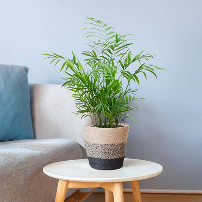 Chamadorea Elegans Mexikanische Bergpalme – Zimmerpflanze ca. 55cm – Ø17cm – Im nachhaltigen Pflanzkorb Lissabon Schwarz – Federleichte, pflegeleichte Zimmerpalme 