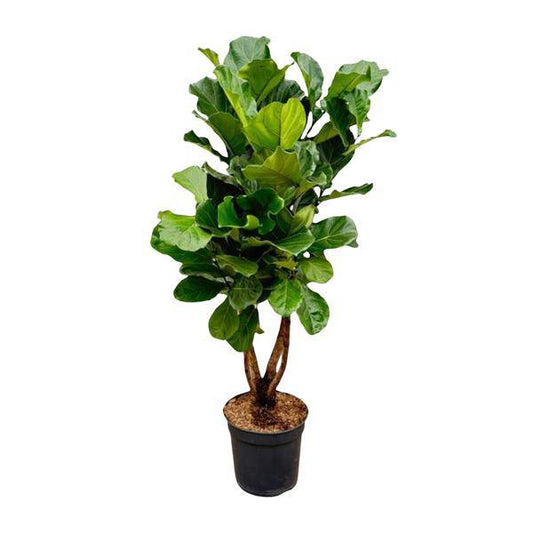 Geigen-Feige – Ficus Lyrata – Zimmerpflanze 200cm – Ø32cm – XXL-Pflanze mit großen geigenförmigen Blättern – Exotische Kübelpflanze für Wohnzimmer & Büro – Pflegeleicht 