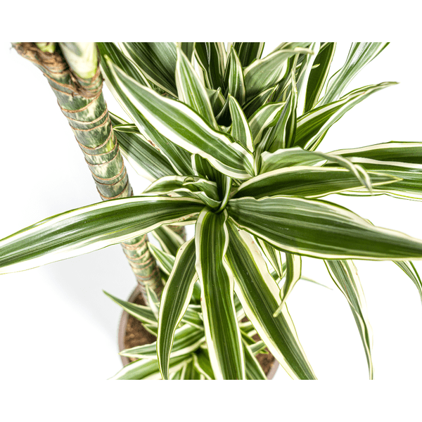 Dracaena Deremensis Weißer Streifen Ø27cm - ↕180cm - Oasis of Life