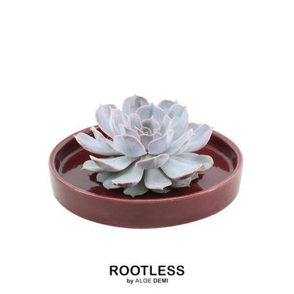 Sukkulente - Echeveria Lilacina in Schale 'Rot' - Zimmerpflanze - Ø20cm - ↕5cm