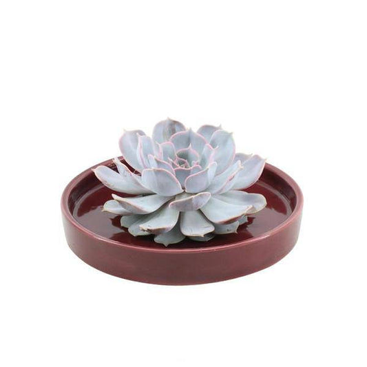 Sukkulente - Echeveria Lilacina in Schale 'Rot' - Zimmerpflanze - Ø20cm - ↕5cm 