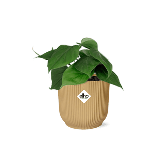 Baumfreund - Philodendron Scandens - Zimmerpflanze + Topf Vibes Fold 14cm Gelb