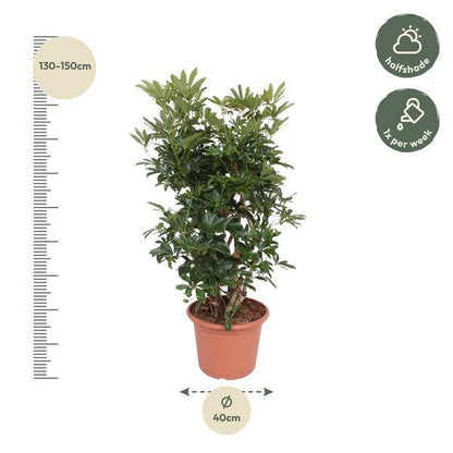Strahlenaralie - Schefflera Arboricola Compacta - Zimmerpflanze - 140cm - ø40cm