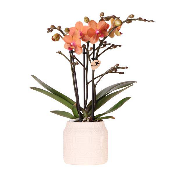 Orchidee Bolzano Orange mit Hieroglyph Ziertopf Off White Ø9cm – Elegante Zimmerpflanze im Dekotopf – Exotisches Geschenk & stilvolle Wohnraumdeko 