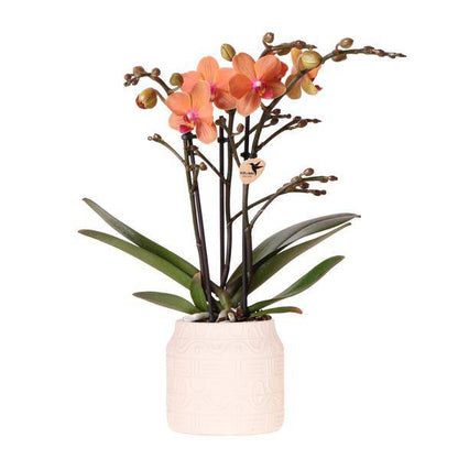 Orchidee Bolzano Orange mit Hieroglyph Ziertopf Off White Ø9cm – Elegante Zimmerpflanze im Dekotopf – Exotisches Geschenk & stilvolle Wohnraumdeko 