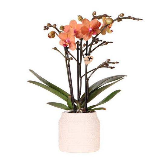 Orchidee Bolzano Orange mit Hieroglyph Ziertopf Off White Ø9cm – Elegante Zimmerpflanze im Dekotopf – Exotisches Geschenk & stilvolle Wohnraumdeko