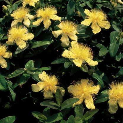 Hypericum calycinum – Großkelchiges Johanniskraut – ↕10-25 cm – Ø9 cm – 40 Pflanzen – Reich blühender Bodendecker – Pflegeleicht & sonnig