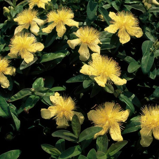 Hypericum calycinum – Großkelchiges Johanniskraut – ↕10-25 cm – Ø9 cm – 40 Pflanzen – Reich blühender Bodendecker – Pflegeleicht & sonnig