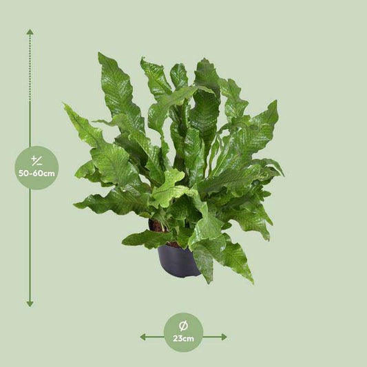 Känguru-Farn - Microsorum Diversifolium - Zimmerpflanze - Ø23cm - ↕60cm 