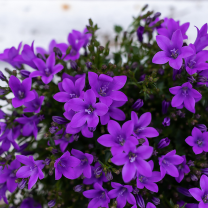 Glockenblume - Campanula Addenda Ambella Intense Purple in Malaga-Dekotöpfen - Topfgröße 12 cm - Staude - Winterhart - 2 Stück