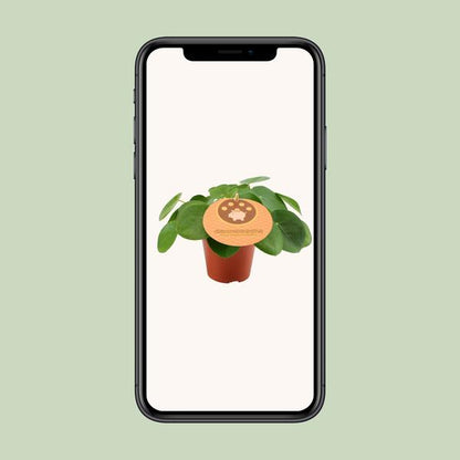 Chinesischer Geldbaum - Pilea Peperomioides - Zimmerpflanze - Ø12cm - ↕20cm
