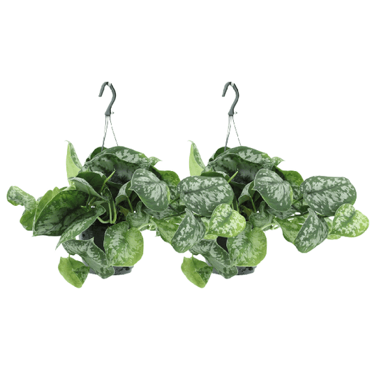 Efeutute - Scindapsus Pictus Trebie Epipremnum - Ø15cm - ↕25cm - 2 Stück 