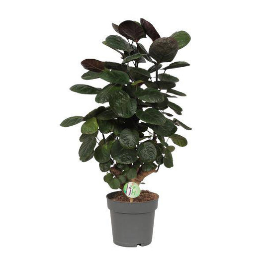 Fiederaralie - Polyscias Scutellaria Fabian - Zimmerpflanze - Ø19cm - ↕60cm 