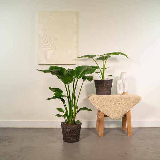 Pflanzenset - Strelitzia Nicolai - Ø19cm - ↕85cm + Alocasia Macrorrhiza - Ø19cm - ↕70cm 