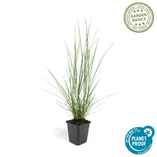 Pennisetum alopecuroides 'Hameln' – 12 Pflanzen – Lampenputzergras – Ziergras – Pflegeleicht – Sonnig & Halbschatten – Cremefarbene Blüten – Herbstblüher