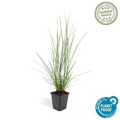 Pennisetum alopecuroides 'Hameln' – 12 Pflanzen – Lampenputzergras – Ziergras – Pflegeleicht – Sonnig & Halbschatten – Cremefarbene Blüten – Herbstblüher
