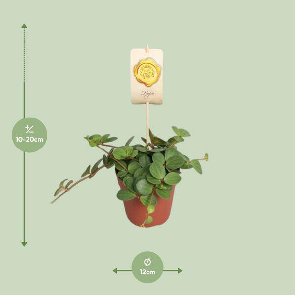 Zwergpfeffer - Peperomia Hope - Zimmerpflanze - Ø12cm - ↕15cm 