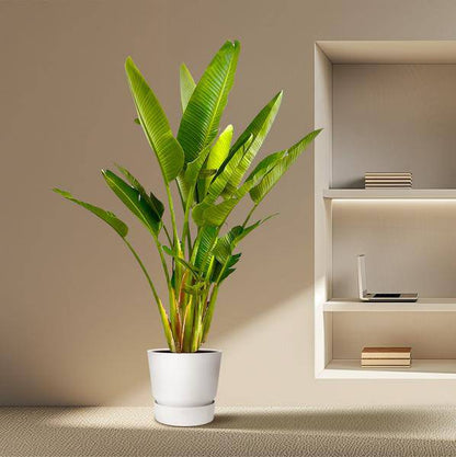 Baum-Strelitzie - Strelitzia Augusta mehrstämmig XXL - 225cm - ø40cm