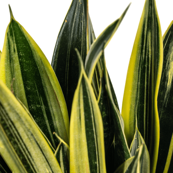 Sansevieria Trifasciata Kanarienvogel Ø17cm - ↕50-55cm - Oasis of Life