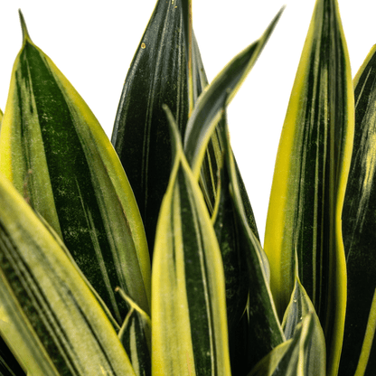 Sansevieria Trifasciata Kanarienvogel Ø17cm - ↕50-55cm - Oasis of Life