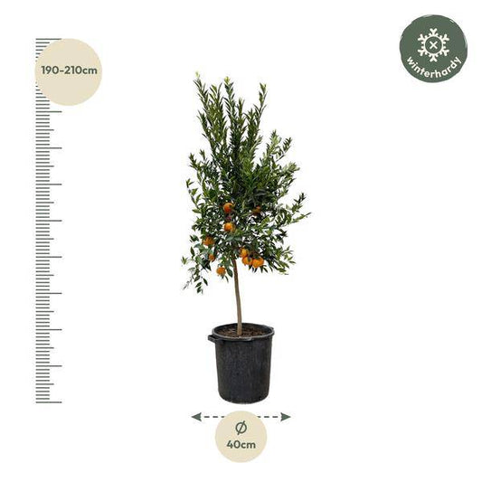 Mandarinenbaum – Citrus Mandarino 200cm – Ø40cm – Mediterrane Zitruspflanze mit duftenden Blüten & Früchten – Kübelpflanze für Garten, Terrasse, Balkon & Wintergarten 