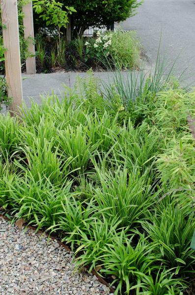 Japan-Segge - Carex morrowii 'Icedance' - ↨30cm - Ø14cm - 3 Stück