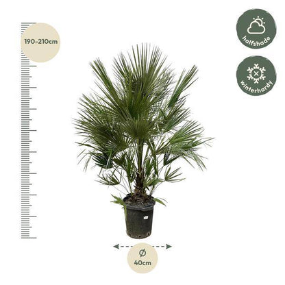 Grüne Zwergpalme - Chamaerops Humilis - 200cm - ø40cm