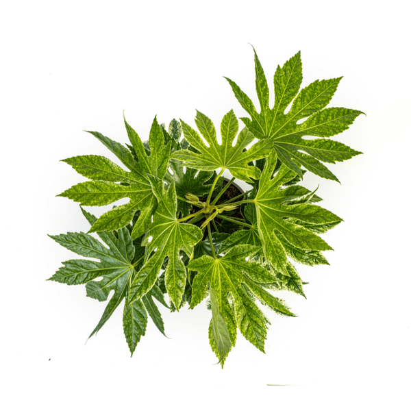 Fatsia Japonica Spider's Web Ø19cm - ↕45cm - Oasis of Life