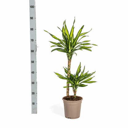 Dracaena Deremensis Rikki - Drachenbaum - Zimmerpflanze - Ø19cm - ↕70-90cm 