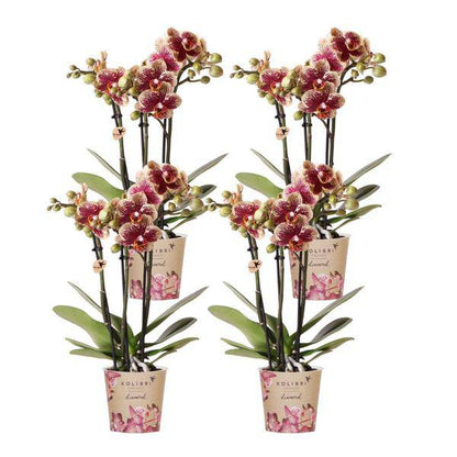 Phalaenopsis Orchideen Spanien Gelb-Rot - Topfgröße Ø9cm - Zimmerpflanze - 4 Stück