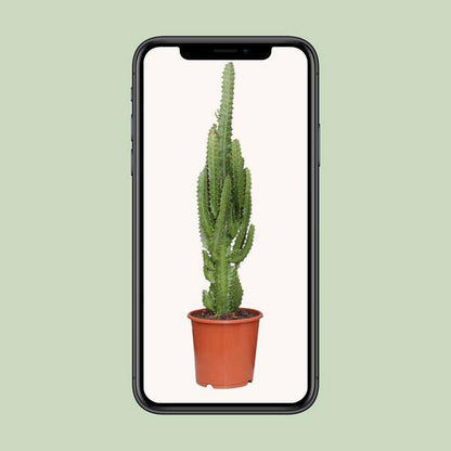 Dreikantige Wolfsmilch - Euphorbia Trigona - Zimmerpflanze - Ø17cm - ↕70cm