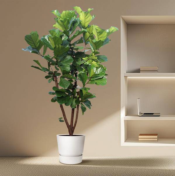 Geigen-Feige - Ficus Lyrata - Zimmerpflanze - 240cm - ø50cm