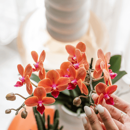 Orange Phalaenopsis Orchidee Bolzano mit 2-3 Stielen im SternFisch Blumentopf Ø9cm – Zimmerpflanze im maritimen Design für Wohnzimmer Büro Deko 