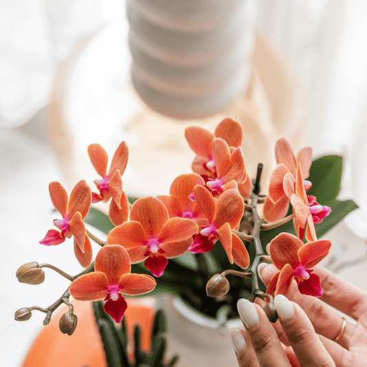 Orange Phalaenopsis Orchidee Bolzano mit 2-3 Stielen im SternFisch Blumentopf Ø9cm – Zimmerpflanze im maritimen Design für Wohnzimmer Büro Deko