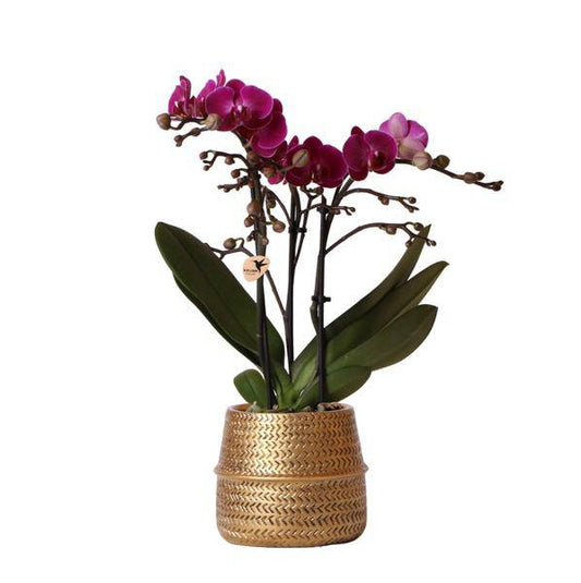 Kolibri Orchids | Flieder Phalaenopsis Orchidee - Morelia + Groove Ziertopf gold - Topfgröße Ø9cm - 35cm hoch | blühende Zimmerpflanze - frisch vom Züchter - Oasis of Life