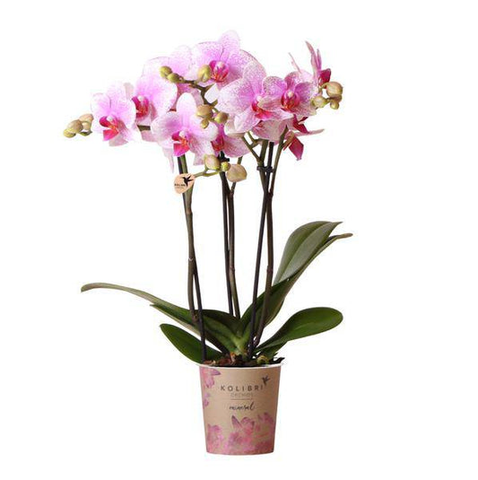 Rosa Phalaenopsis Orchidee - Mineral Rotterdam - Topfgröße Ø9cm | blühende Topfpflanze - frisch vom Züchter - Oasis of Life