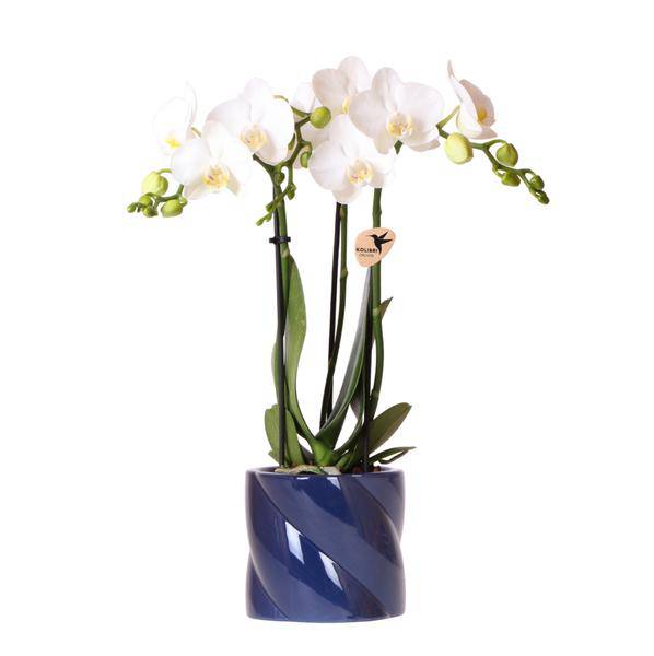 Amabilis Orchidee Weiß – Zimmerpflanze Ø9cm – inkl. Candy-Übertopf Blau – Elegante Orchidee mit 2–3 Blütenstielen – Dekorative Blütenpflanze für Wohnzimmer, Büro & Geschenkidee 