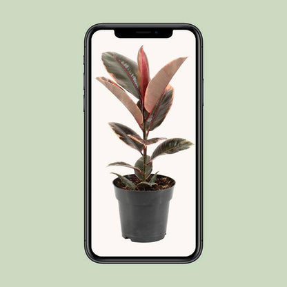 Gummibaum - Ficus Elastica Belize - Zimmerpflanze - Ø17cm - ↕55cm